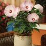 Seminte profesionale Hibiscus moscheotus - Hibiscus - imagine 49372